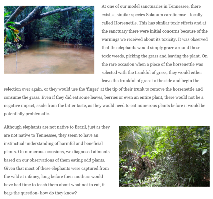http://www.globalelephants.org/elephants-and-toxic-plants/