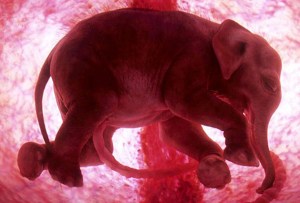 asian elephant calf in the womb